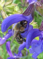 sauge des prés et abeille